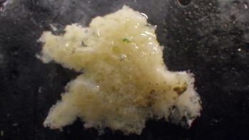 Media type: image;   Invertebrate Zoology 153120 Description: live specimen;